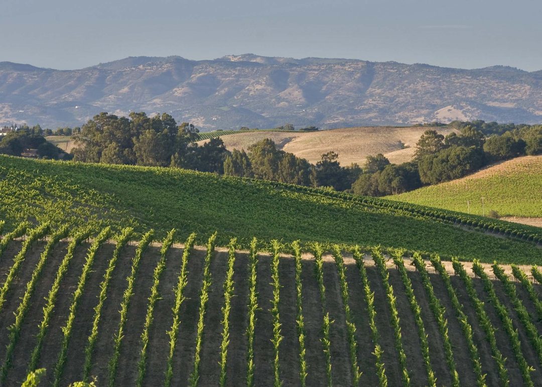 Charles_Krug_Vineyards-willow-lake-vineyard