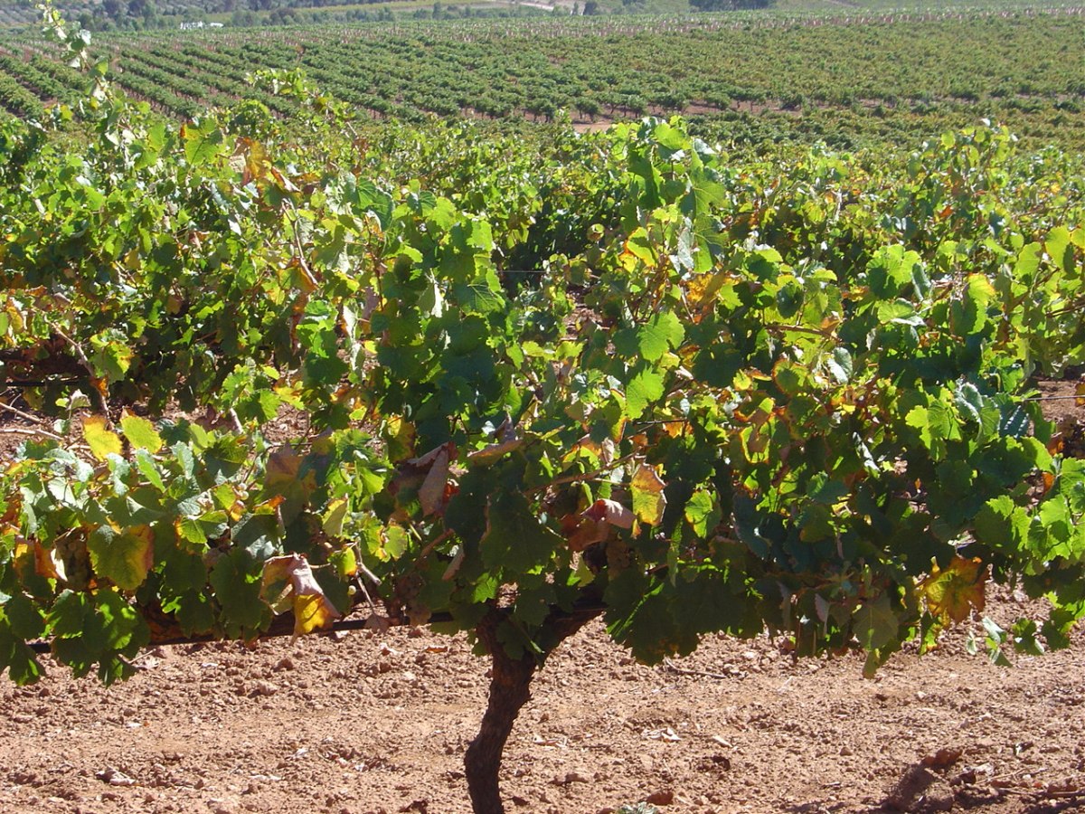 Mort's Riesling Vineyard 004