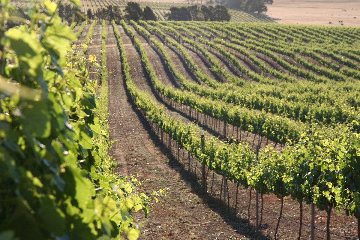 Trillian's Hill Vineyard 2007