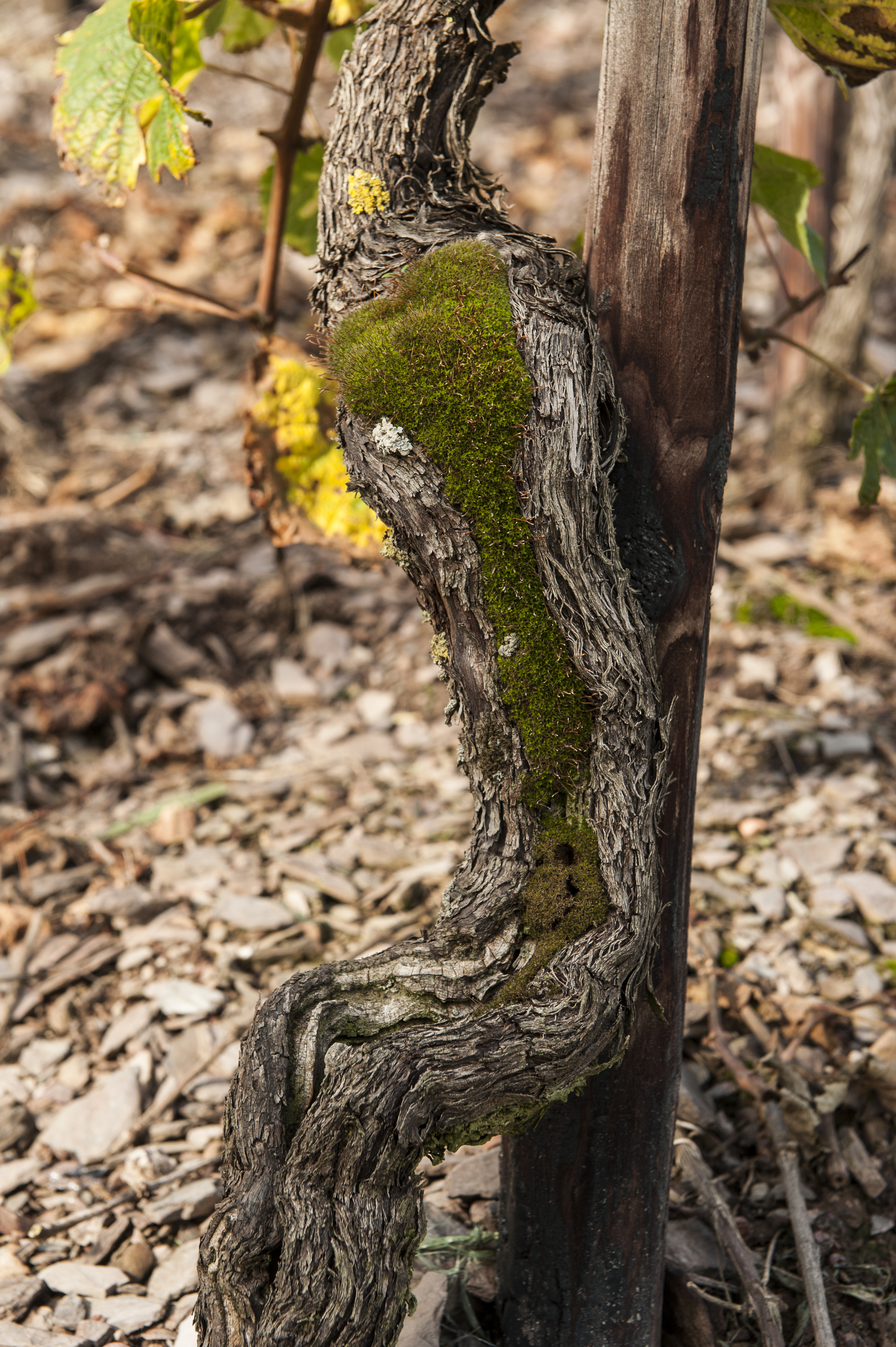 Old Riesling vine III- Credits Jony Wyand