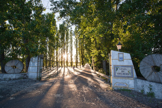 Casal da Coelheira_Entrance_Harvest