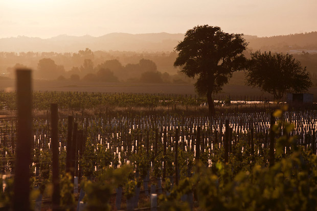 Casal da Coelheira_Vineyards_2