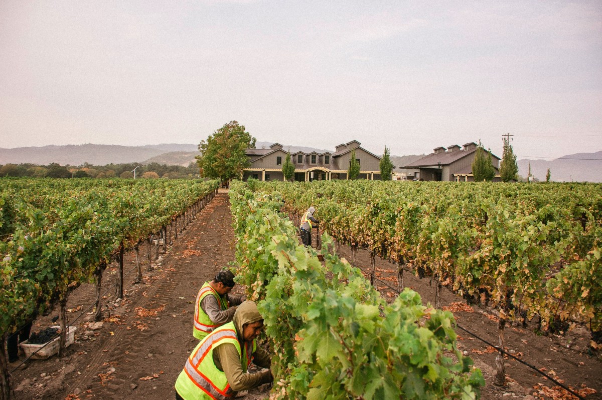 Working_in_the_vineyard_Goosecross