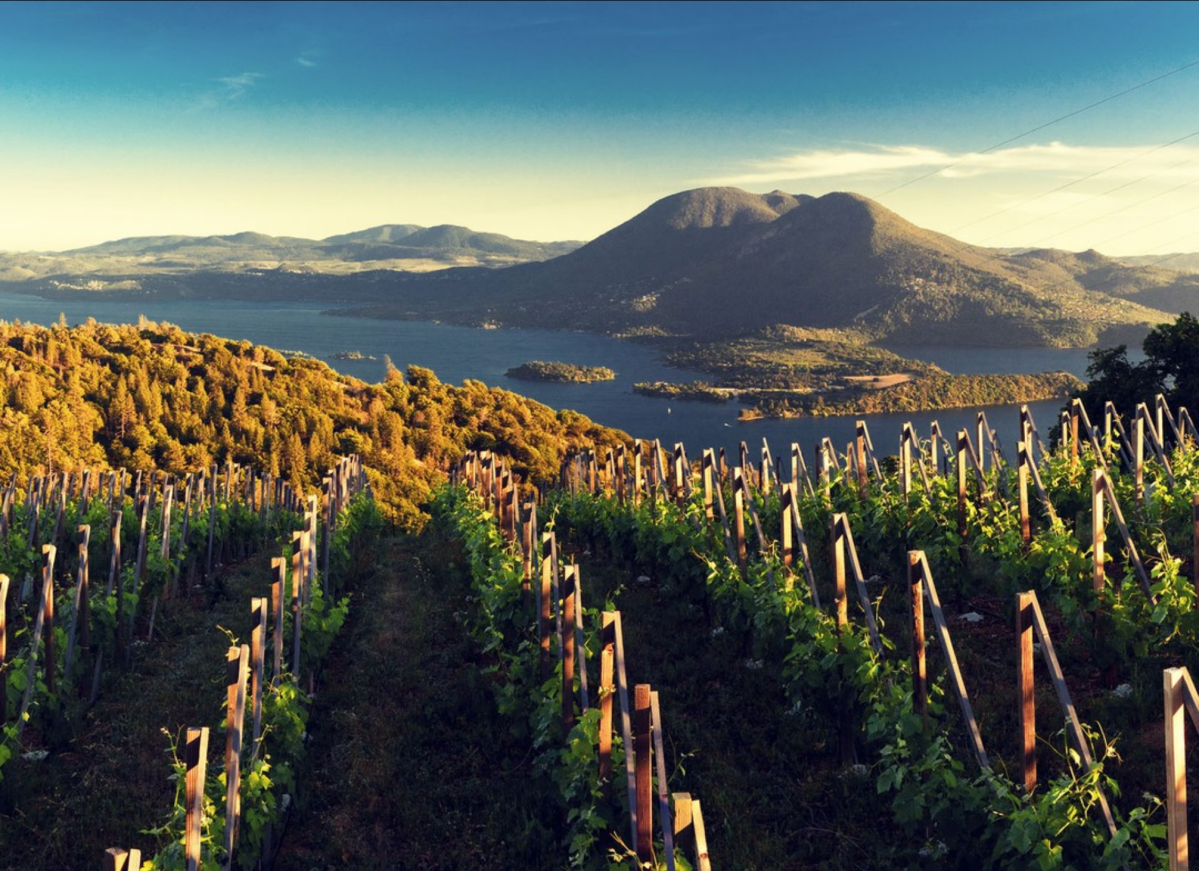 Brassfield-clearlake-volcanic-vineyard