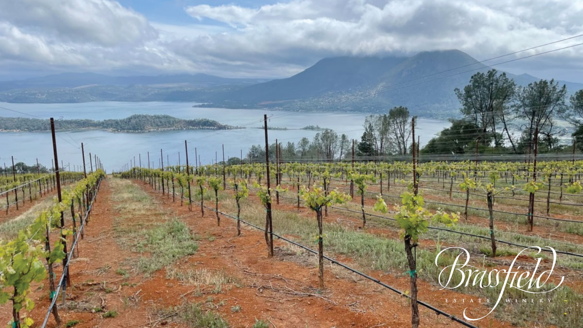 ClearLake-CA-twitter