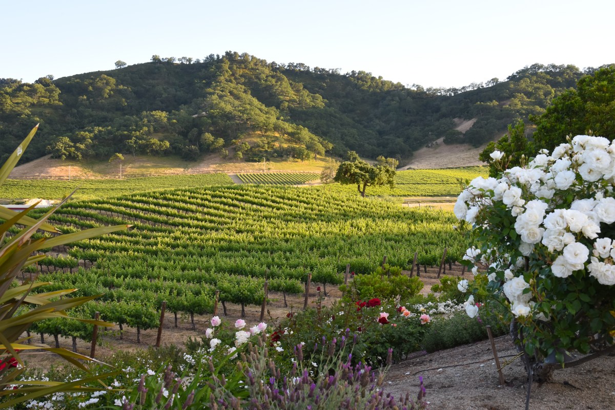 Hayes Valley Wines Vineyards