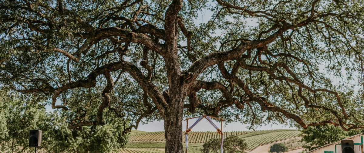 Pomar Junction_Venue_Vineyard