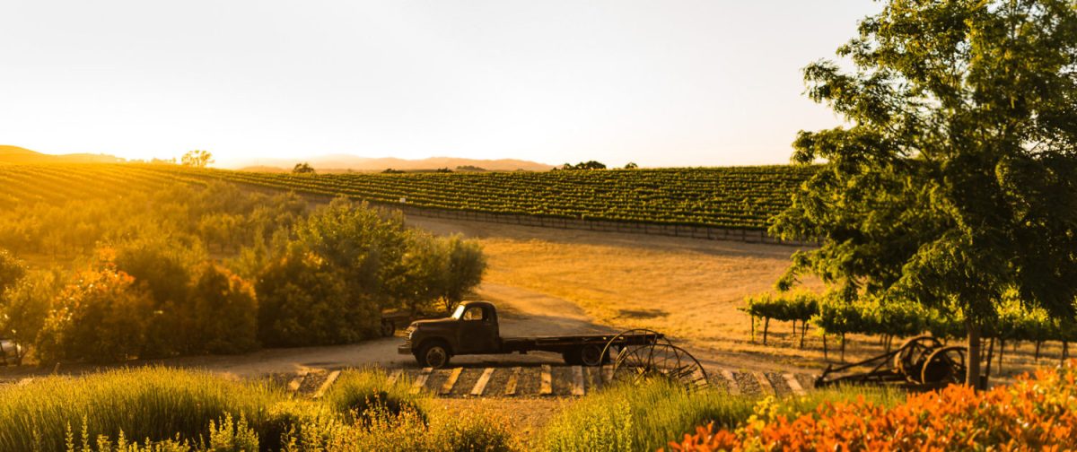 Pomar Junction_Vineyard_Sunset