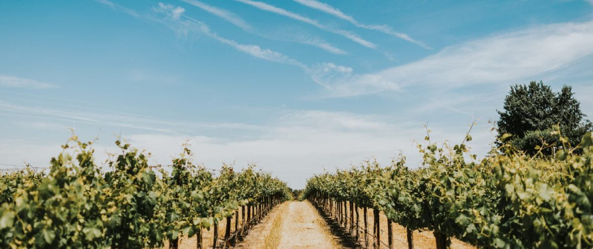 Pomar Junction_Vineyards