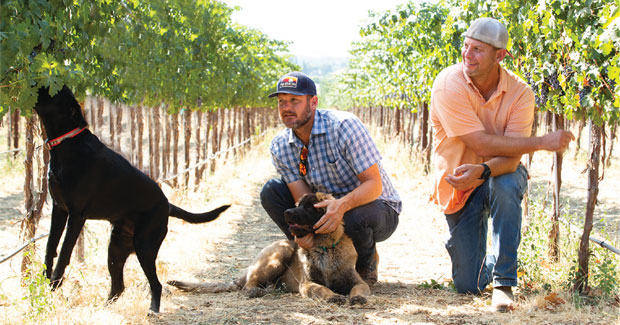 Two Mountain Rawn brothers in the vineyard with their dogs