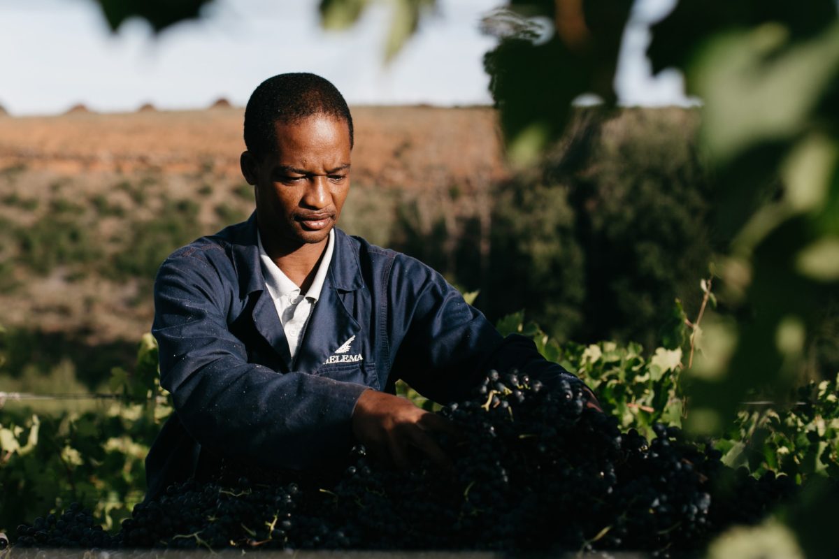 Thelema Grape Harvest