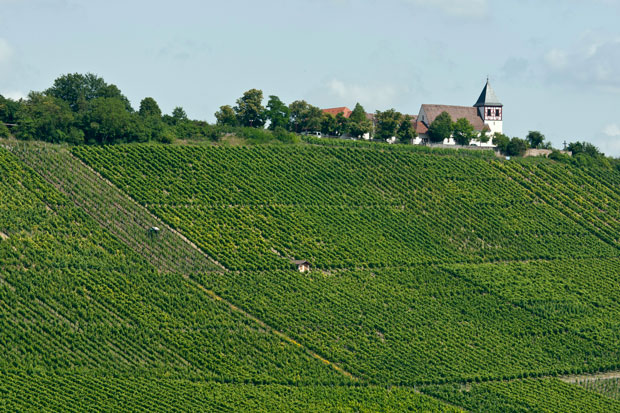Michaelsberg appellation