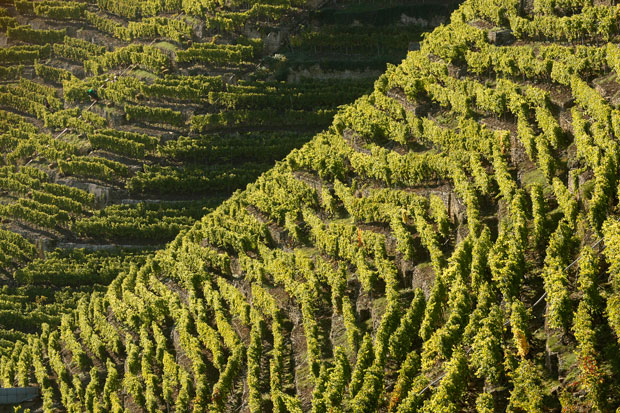 Wurmberg Appellation vineyards
