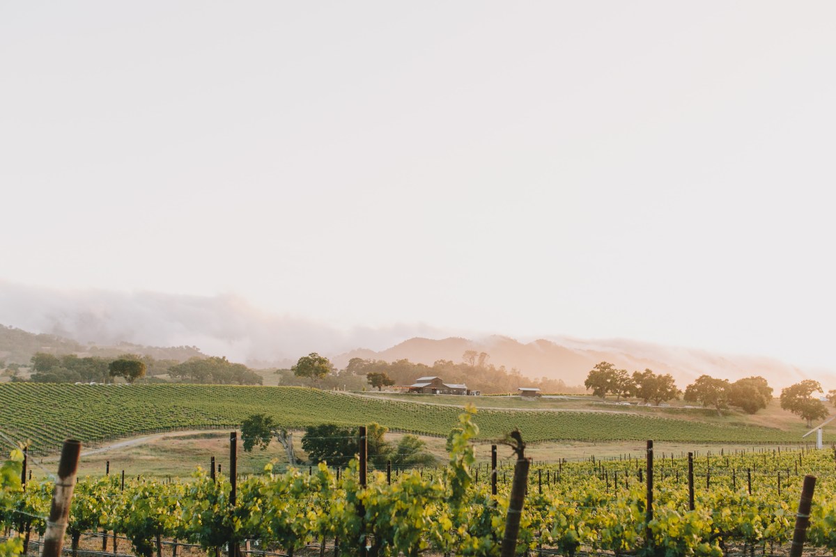 AncientPeaksVineyard2