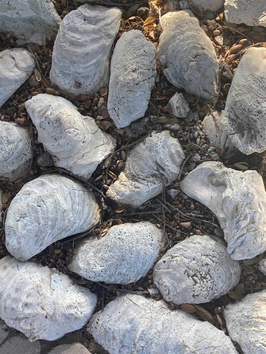 WineStyles 2023 Visit to Ancient Peaks Winery - Oyster Fossils