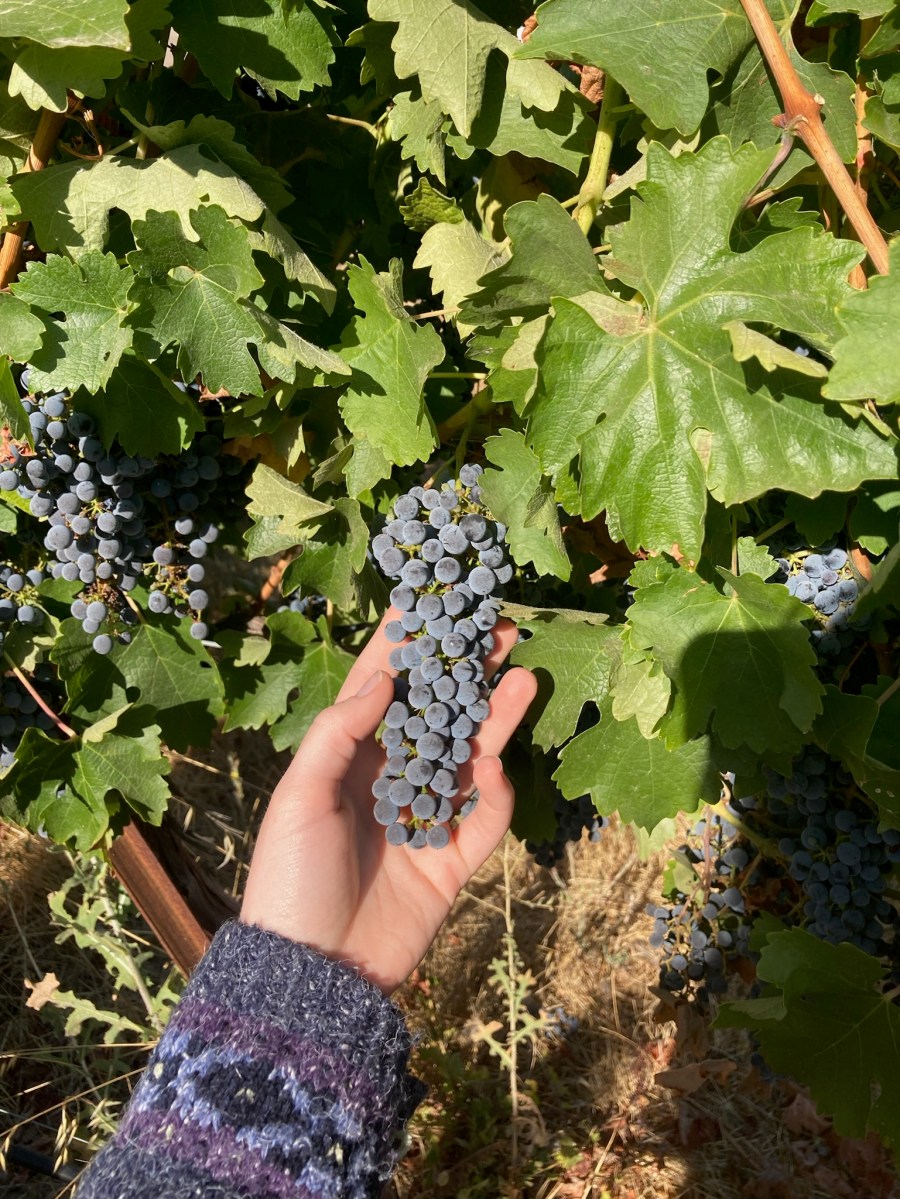 WineStyles 2023 Visit to Ancient Peaks Winery