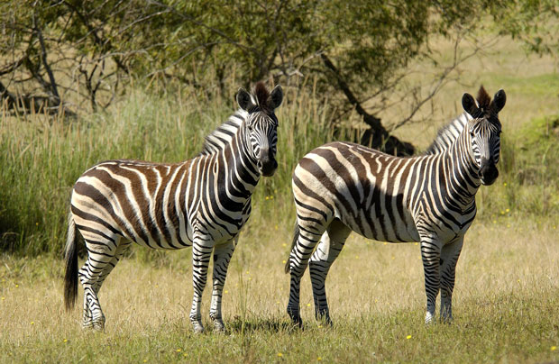 Remhoogte winery zebras on wildlife preserve